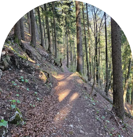 Sonnenbeschienener Waldweg, gesäumt von hohen Bäumen, mit einem mystischen, ruhigen Ambiente – symbolische Darstellung für Lichtwesen und Naturverbundenheit.